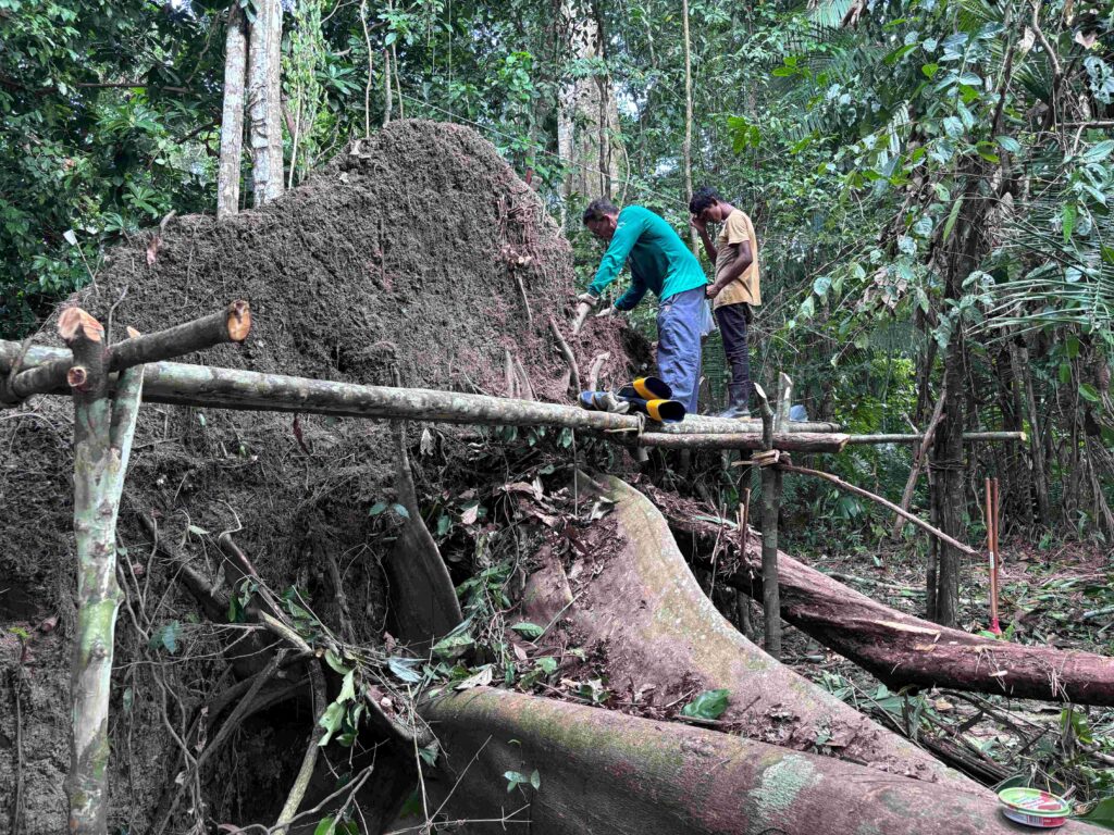 A 3.2-meter-high platform made from local wood and vines was built to excavate the urns from the unstable floodplain terrain safely. Credit: Geórgea Holanda-Instituto de Desenvolvimento Sustentável Mamirauá (IDSM)