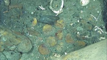 Coins were examined using an underwater vehicle on the shipwreck site off the coast of Colombia. Credit: ARC-DIMAR 2022 / Vargas Ariza et al.