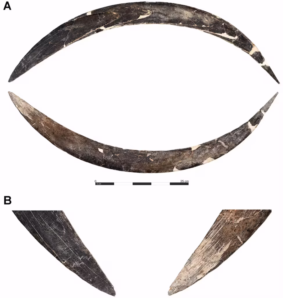 Details of the boomerang. Credit: Talamo et al., 2025, PLOS One