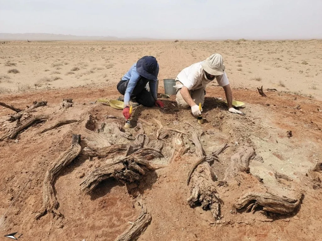 Excavation at Site G05 in Area A: Large wooden branches uncovered at the elevated corner of the garrison. (Photo: M. Ullman). Credit: D. Golan et al., Land (2025).