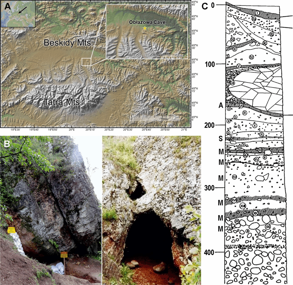 A. Geographical location of Obłazowa Cave in the Podhale basin, western Carpathians (base map from GeoMappApp: www.geomapapp.org); B. View of the western entrance and main entrance of Obłazowa Cave (photos by PV-N and AN); C. Sedimentary section of Obłazowa Cave and distribution of the archaeological horizons, A – Aurignacian, S – Szeletian, M – Mousterian (stratigraphic section redrawn by PV-N). Credit: Talamo et al., 2025, PLOS One