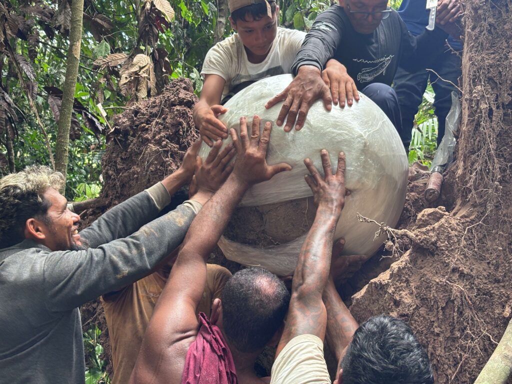 Seven ceramic funerary urns—two of them unusually large—were unearthed beneath a fallen tree in the flooded várzea region of Lago do Cochila, Fonte Boa. Credit: Geórgea Holanda-Instituto de Desenvolvimento Sustentável Mamirauá (IDSM)