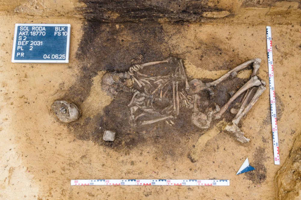 A woman´s grave of the Corded Ware Culture with bag decorated with numerous animal teeth found at Krauschwitz. Credit: Klaus Bentele / State Office for Heritage Management and Archaeology Saxony-Anhalt
