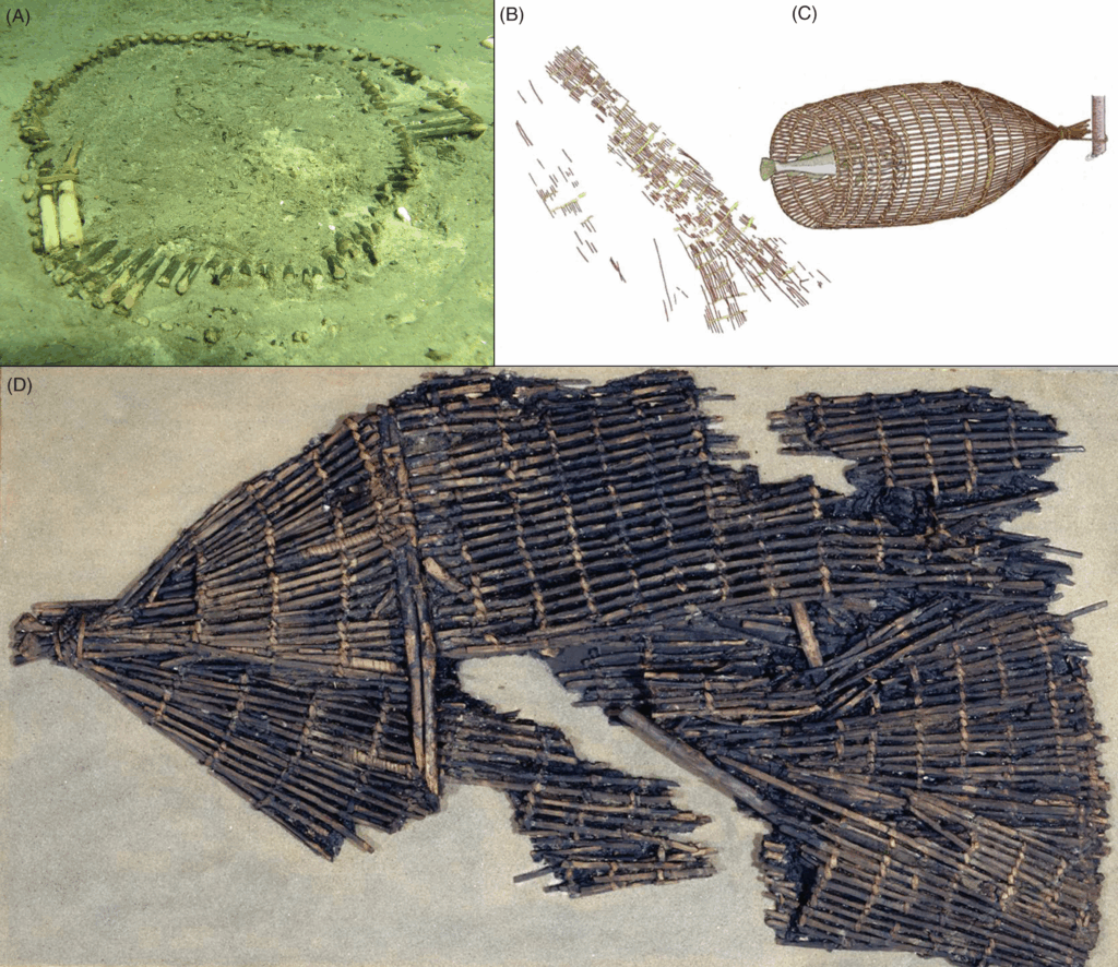 Examples of prehistoric basket fish traps from Denmark.
A: Underwater trap at Tudsehage (2021); B–C: Excavated and reconstructed trap from Åtoftegård (2020); D: Trap found at Lille Knabstrup. (Images: Viking Ship Museum, Museum North Zealand, National Museum of Denmark / Source: Proceedings of the Prehistoric Society, 2025)