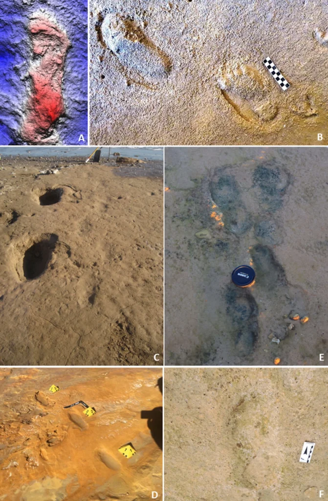 Examples of hominin footprints in Pleistocene coastal deposits: (A–B) Early Anatomically Modern Human tracks from South Africa; (C) human and ground sloth tracks in Argentina; (D–F) Neanderthal footprints from Spain, including overlapping trackways and well-preserved toe impressions. Credit: https://doi.org/10.1038/s41598-025-06089-4