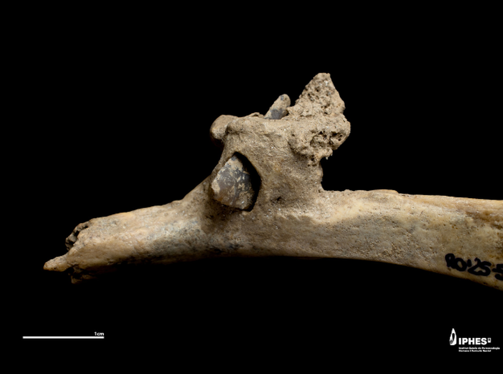 Flint arrowhead embedded in a human rib, discovered at the Roc de les Orenetes prehistoric burial site in Queralbs (Ripollès, Catalonia). Image credit: Maria D. Guillén / IPHES-CERCA