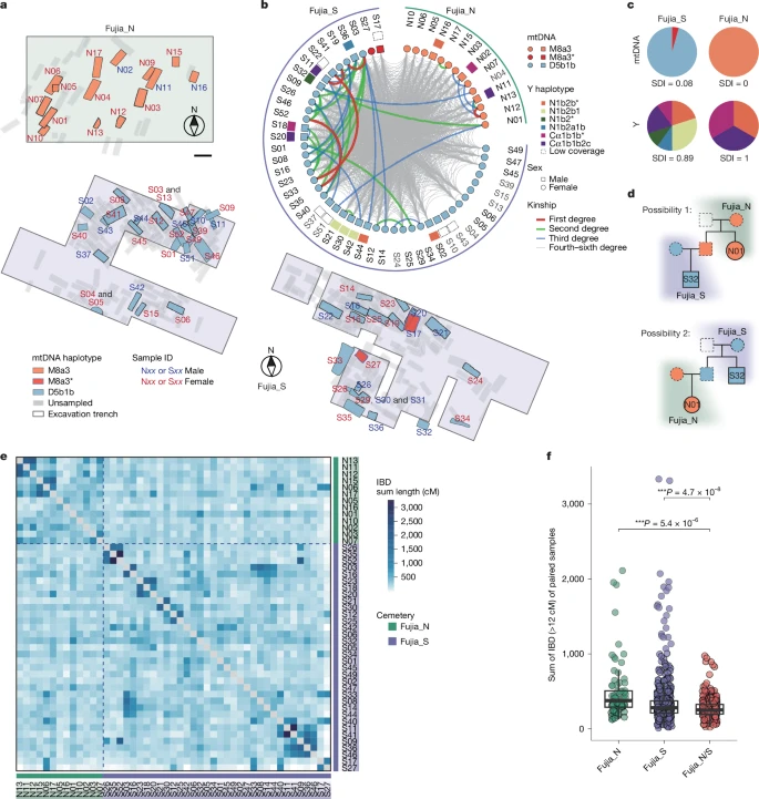 Genetic structure and kinship patterns among individuals at the Fujia site. Visualizations show burial positions, mtDNA/Y-chromosome haplotypes, and degrees of genetic relatedness between members of two distinct maternal clans. Credit: Wang et al., 2025, Nature