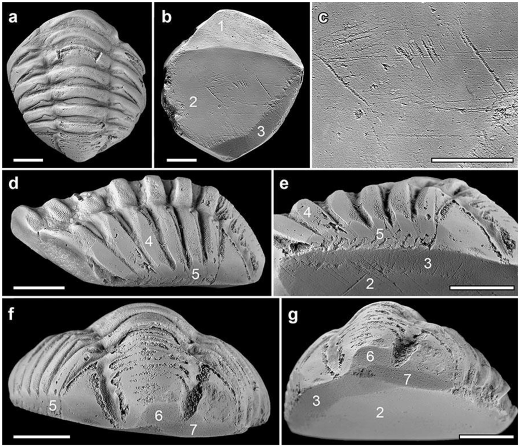 High-contrast images of the Armea trilobite fossil showing anthropogenic wear facets from various angles. MgO vapour treatment enhances surface details. Scale bars: 5 mm. Credit: Fernández-Fernández et al., Archaeological and Anthropological Sciences (2025), https://doi.org/10.1007/s12520-025-02266-8