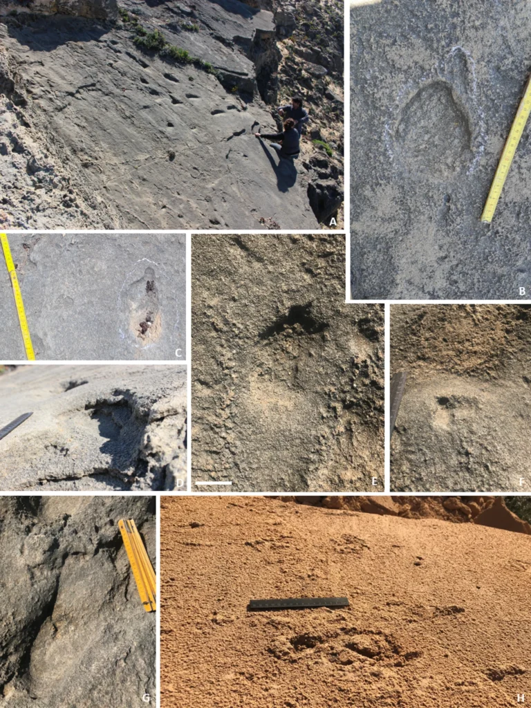 Neanderthal tracksites in southwestern Portugal: (A–C) Hominin footprints from Monte Clérigo showing upslope movement, toe impressions, and anatomical details; (D–G) sediment deformation, child footprints, and slippage traces on dune slopes; (H) isolated footprint from Praia do Telheiro with clear displacement rim. Credit: https://doi.org/10.1038/s41598-025-06089-4
