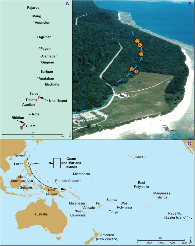 Location of the Ritidian Site Complex in Guam and its context in the Asia-Pacific region. (A) The Mariana Islands in western Micronesia, showing Ritidian in Guam and Unai Bapot in Saipan. (B) Ritidian area with key sites and the ancient shoreline dated to 3500–3100 years B.P.
(C) Main Austronesian migration routes from Island Southeast Asia into the Pacific (~4000–3500 years B.P.), based on archaeological, linguistic, and DNA evidence. Credit: Mike T. Carson et al. - Science Advances 