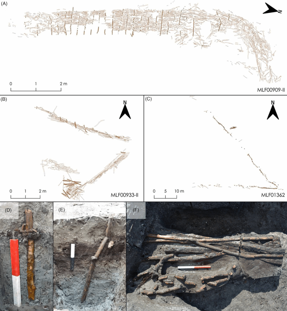 Plans and remains of Neolithic wooden fish weirs uncovered during the Femern project in southern Denmark. A–C: Plans of U- and V-shaped weirs from different Syltholm and Femern sites. D–F: Fragmentary evidence, including vertical stakes and wattle remains, preserved in wetland layers.(Images: Museum Lolland-Falster / Source: Proceedings of the Prehistoric Society, 2025)