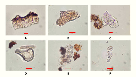 Rice phytoliths from excavations at Ritidian Beach Cave, Guam. Scale bars – 10 μm. Credit: Mike T. Carson et al. - Science Advances 