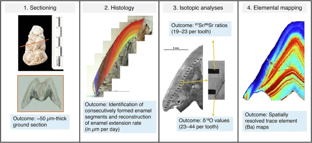 Summary of the analyses carried out in this study. Credit: Nature Communications Earth & Environment