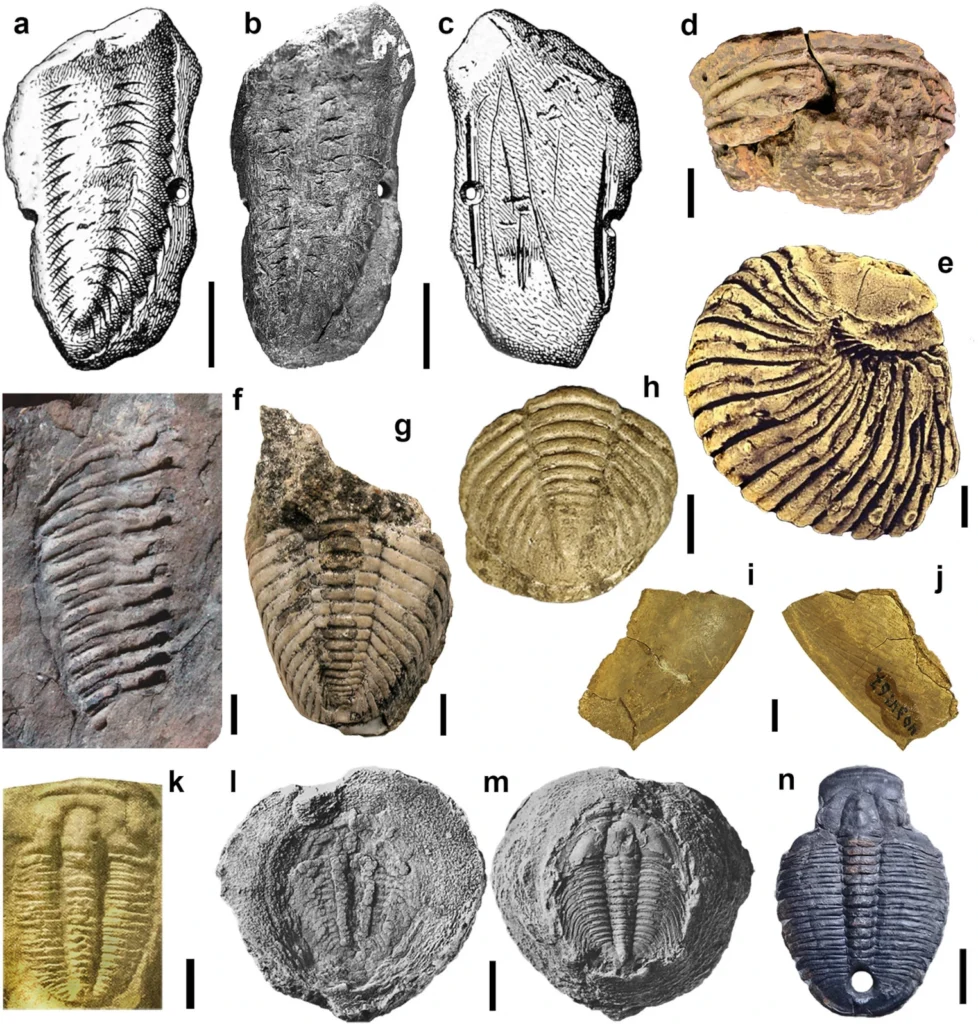 Summary of trilobite fossils found in archaeological contexts across the globe, including sites from the Paleolithic to the Viking and Pre-Columbian periods. Specimens originate from Europe, Africa, Australia, and North America, showing diverse cultural interactions with fossil material. Scale bars: 5 mm / 10 mm. Credit: Fernández-Fernández et al., Archaeological and Anthropological Sciences (2025), https://doi.org/10.1007/s12520-025-02266-8