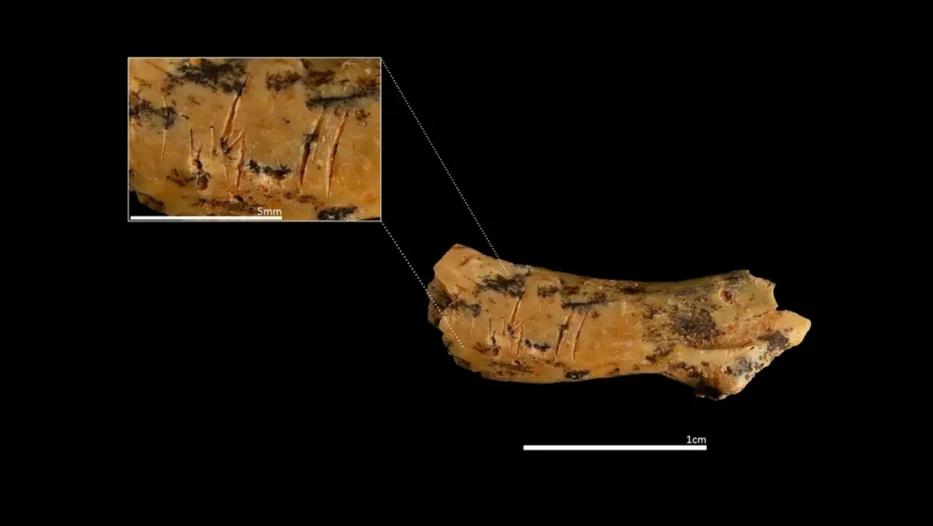 The child's vertebra has clear-cut marks associated with cannibalism.
Credit: Maria D. Guillen/IPHES-CERCA