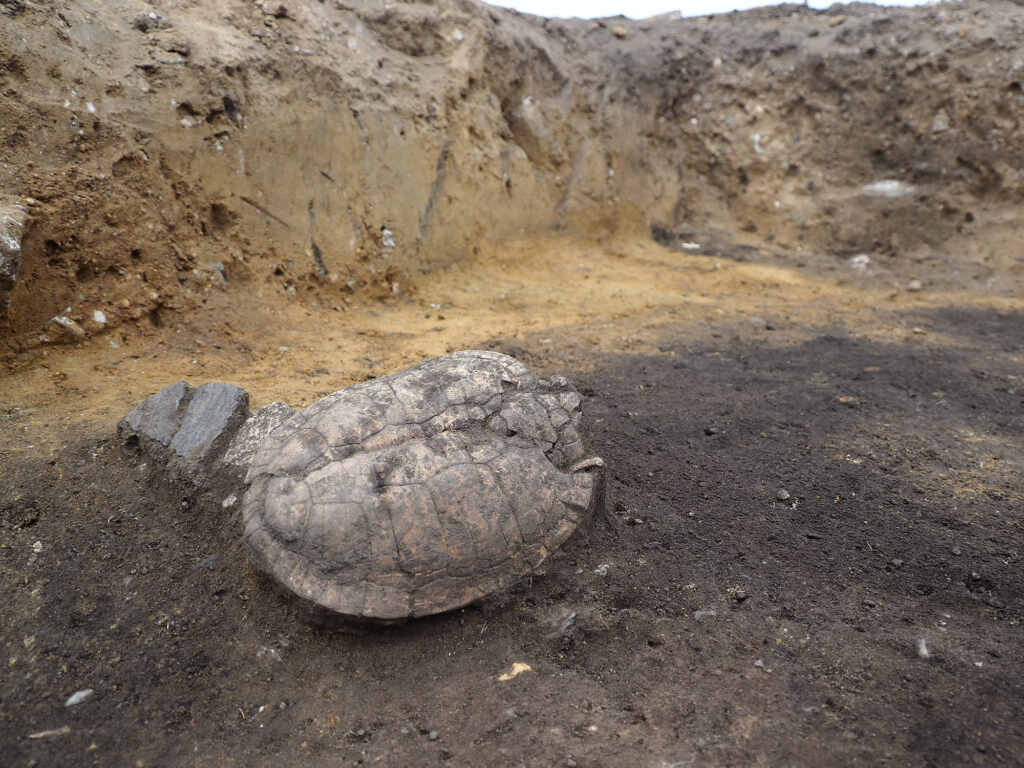 The shell of a pond turtle found. Credit: State Office for Monument Preservation and Archaeology Saxony-Anhalt, Juliane Huthmann