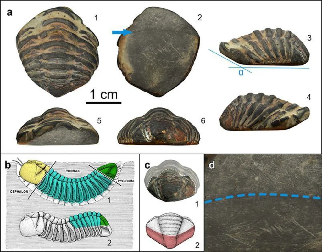 Photographs and interpretive views of the Colpocoryphe sp. trilobite fossil from the Roman site of Armea, showing multiple angles, wear facets from human modification, and anatomical reconstructions. Includes life position depiction and inferred post-mortem deformation. Drawings adapted from Hammann (1983). Credit: Fernández-Fernández et al., Archaeological and Anthropological Sciences (2025), https://doi.org/10.1007/s12520-025-02266-8
