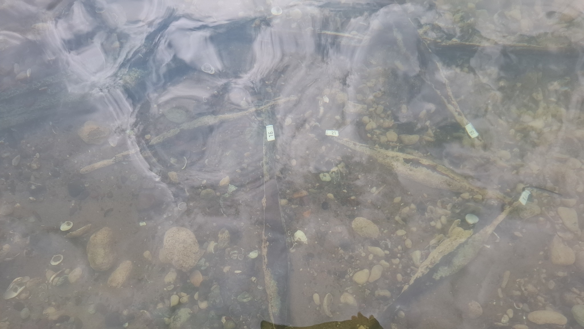 Bosnia and Herzegovina Unearths Europe’s Largest Cache of 2,000-Year-Old Bipyramidal Ingots in the Sava River. Credit: Muzej Franjevačkog samostana Tolisa Vrata Bosne