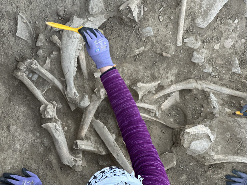 Animal remains found in a large Late Period pit in Area F.Credit: University of Pisa