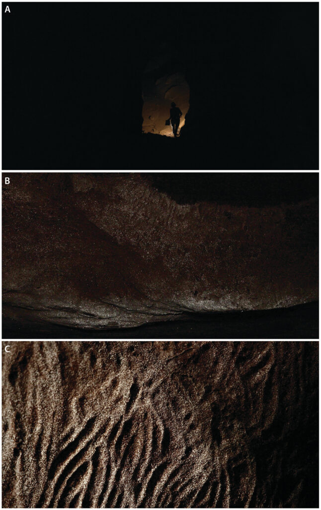 Finger flutings with glittering calcite crystals under dim artificial light: A: approaching the panels, B: glittering wall, C: close-up of finger flutings. (Photos: Bentley Dean / GunaiKurnai Land and Waters Aboriginal Corporation)