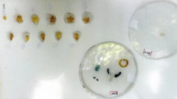 Gold jewelry excavated from the ancient tombs of Eunseon-ri and Dogye-ri. Credit: Jeongeup City