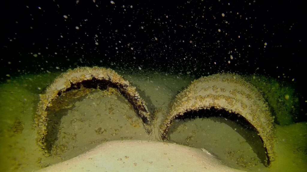 Among other things, the researchers found wooden barrels in Lake Constance. Credit:  Alexander Heidacher/LAD at RPS/Bodenseetaucher/picture alliance/dp