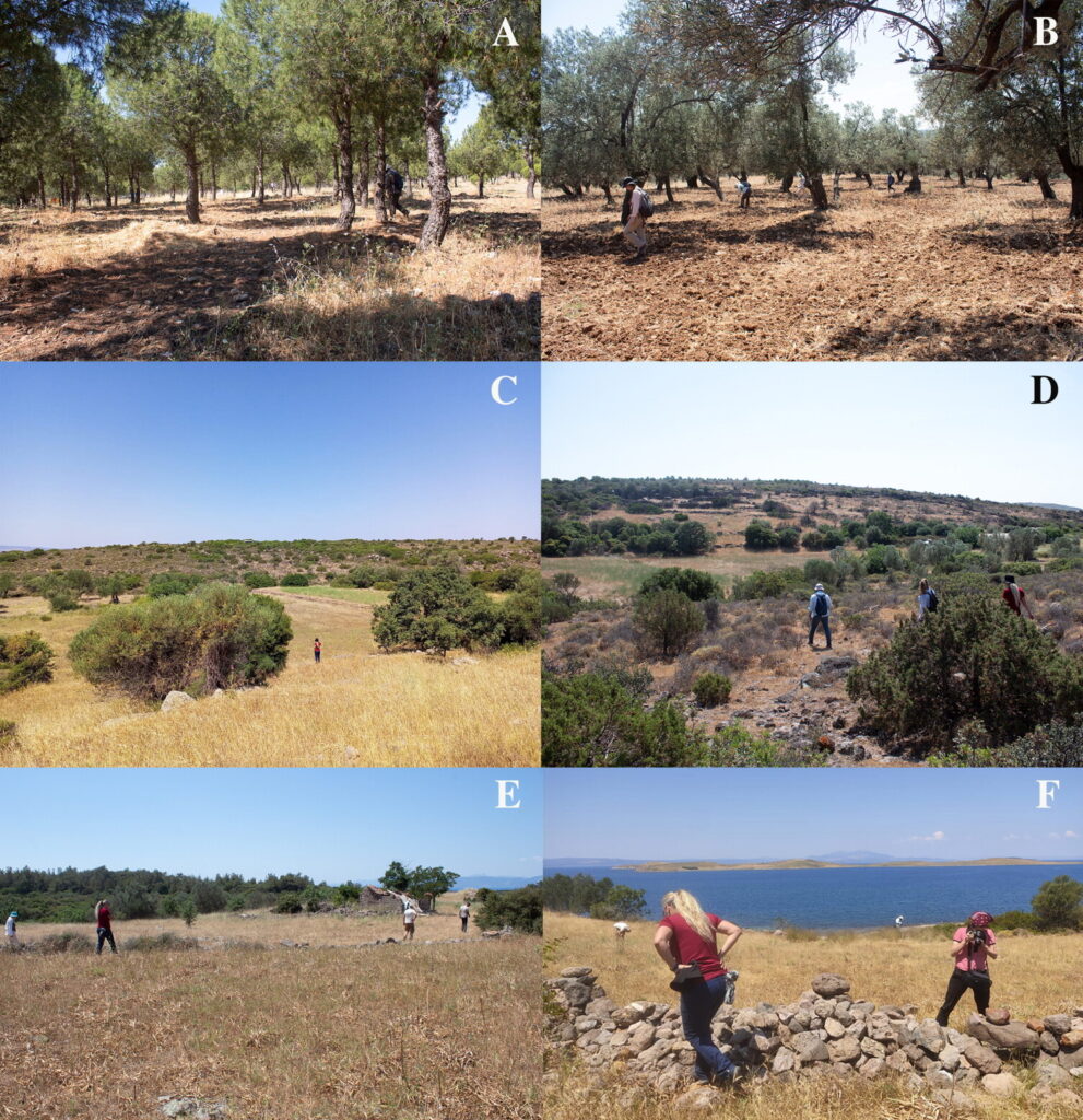General view of selected Paleolithic findspots identified during the Ayvalık survey. Atatürk Koruluğu (A); Eski Altınova Yolu (B); Tuz Gölü II (C); Tuz Gölü I (D); Sahilkent (E); Hakkı Bey Yarımadası (F). The images reflect the diverse environmental settings of the survey area, including pine forests, olive groves, and coastal scrublands. Credit: Journal of Island and Coastal Archaeology