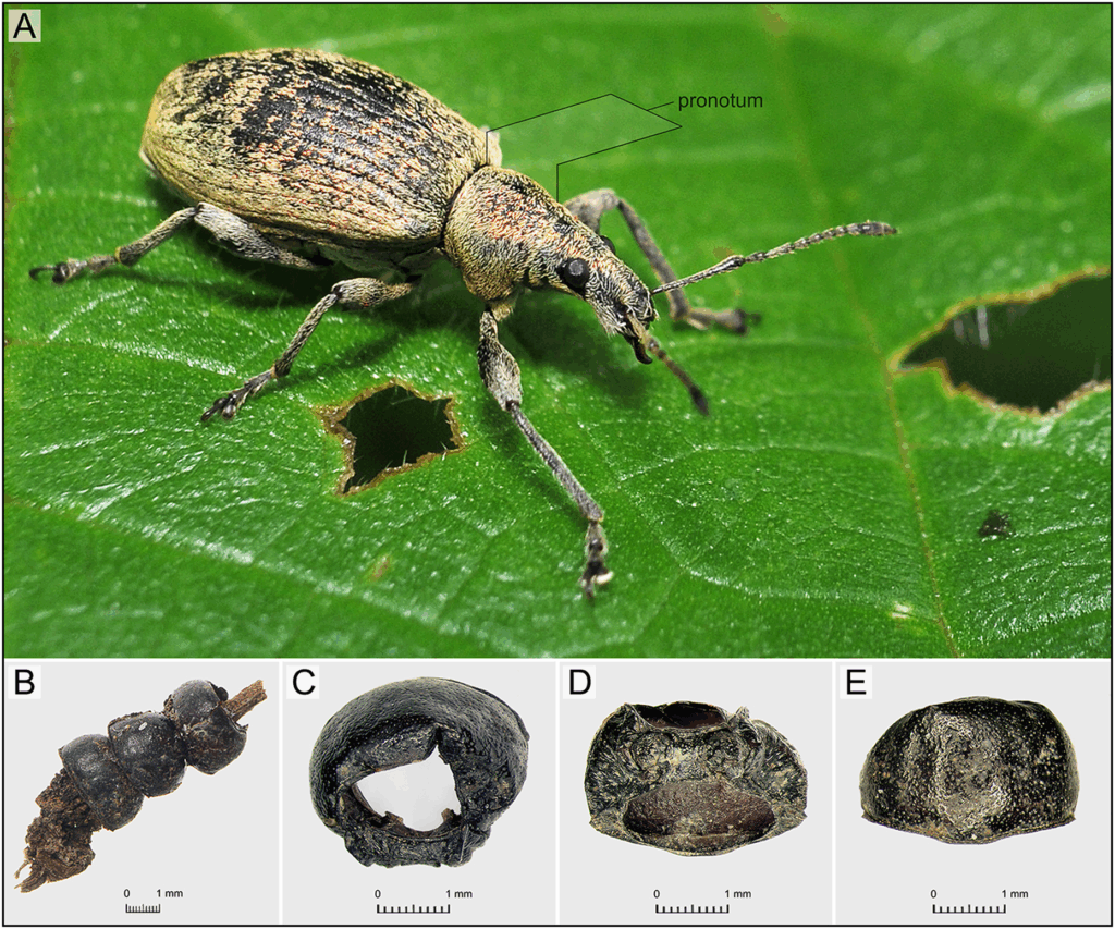 Pronota of Phyllobius sp. beetles: A) contemporary representative of Phyllobius sp. with pronotum marked; B) pronota of Phyllobius viridicollis strung on a blade of preserved grass; anterior (C), ventral (D) and dorsal (E) side of one of the pronota of P. viridicollis from grave 543, urn no. 1 (figure by J. Józefczuk, J. Kania & A. Hałuszko). Credit: Hałuszko, A., Kadej, M., & Józefowska, A. (2025)