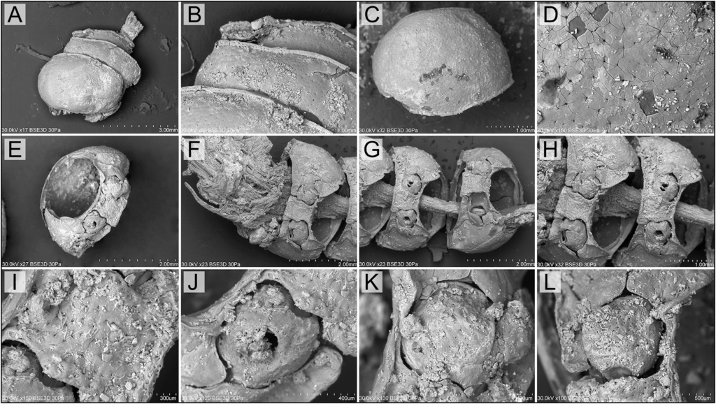 SEM-BSE imaging of the preserved pronota of Phyllobius viridicollis: A–D) dorsal side; E–H) ventral side; I) central ventral side; J–L) coxa (figure by A. Hałuszko). Credit: Hałuszko, A., Kadej, M., & Józefowska, A. (2025)