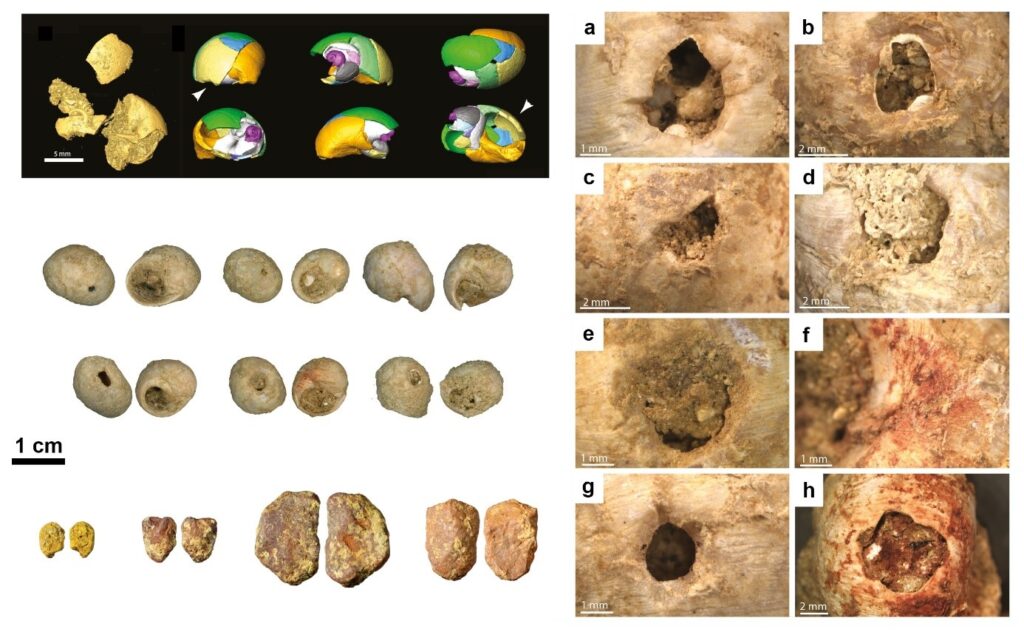 Top left: Microtomographic post-processing and virtual reconstruction of a Littorina obtusata shell from La Roche-à-Pierrot (Saint-Césaire, France), broken in situ during post-depositional events.Centre left: Perforated Littorina obtusata shells associated with Châtelperronian stone tools. Bottom left: Red and yellow pigments from the same area.
Right: Microscopic views of the modifications observed on Littorina obtusata: perforations made by pressure (a-e, g, h), pigment staining (f, h). Credit: S. Rigaud & L. Dayet