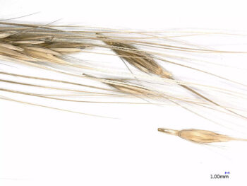 Credit: A modern example of wild barley, in which the individual grains naturally disperse when ripe. Credit: Robert Spengler