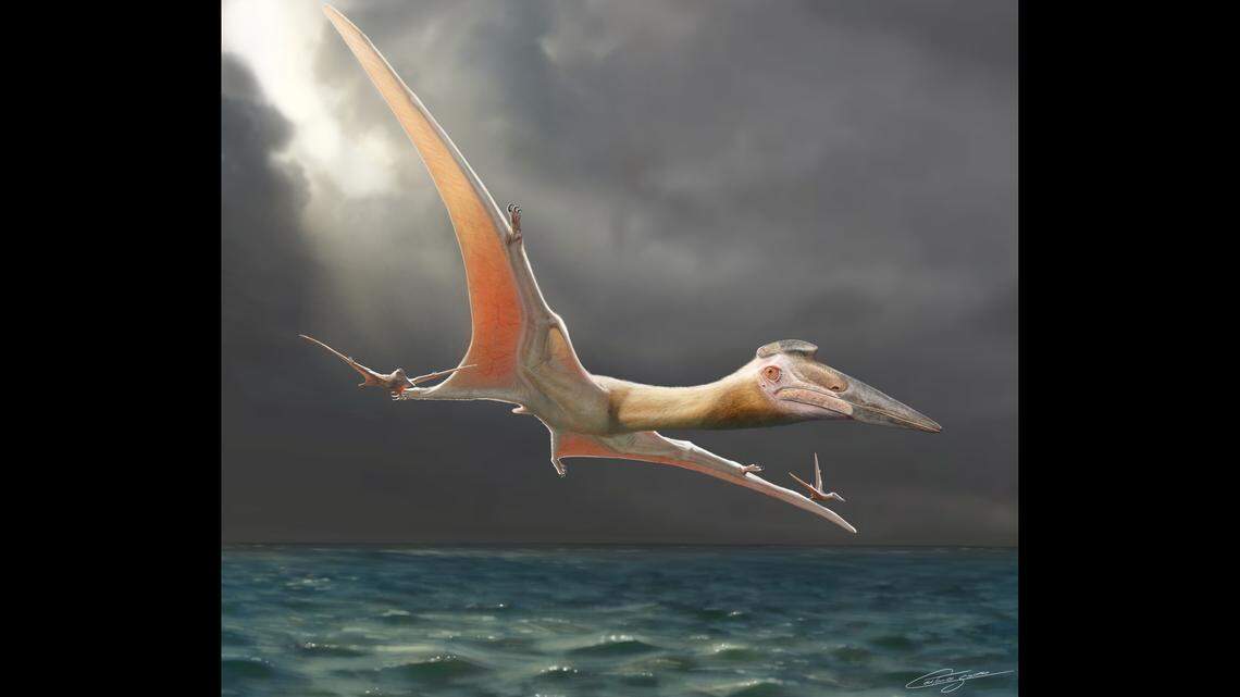 The massive animal had a 33-foot wingspan. Caetano Soares Shared by Felipe Pinheiro