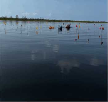A photo from the study shows archaeologists carefully marking the positions of preserved wooden posts with wire flags at the Ch’ok Ayin residential household group, documenting the precise layout of this submerged Maya salt-making compound. Credit: McKillop & Sills, 2025, Ancient Mesoamerica.