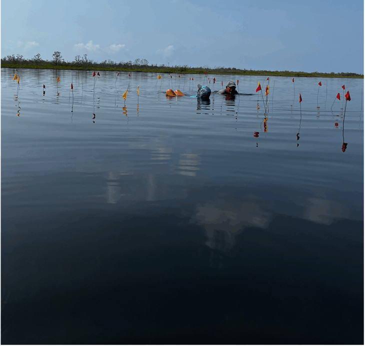 A photo from the study shows archaeologists carefully marking the positions of preserved wooden posts with wire flags at the Ch’ok Ayin residential household group, documenting the precise layout of this submerged Maya salt-making compound. Credit: McKillop & Sills, 2025, Ancient Mesoamerica.
