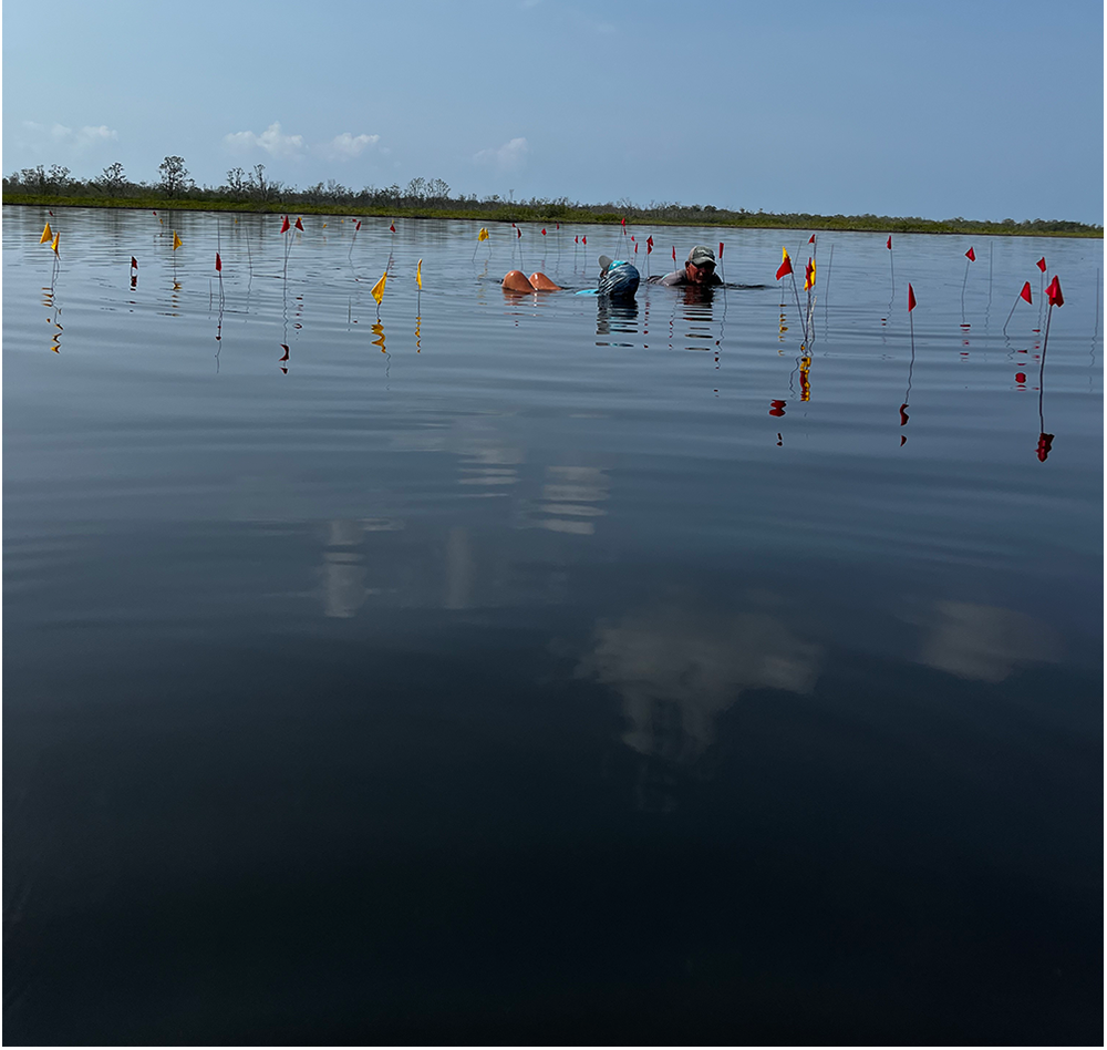 A photo from the study shows archaeologists carefully marking the positions of preserved wooden posts with wire flags at the Ch’ok Ayin residential household group, documenting the precise layout of this submerged Maya salt-making compound. Credit: McKillop & Sills, 2025, Ancient Mesoamerica.