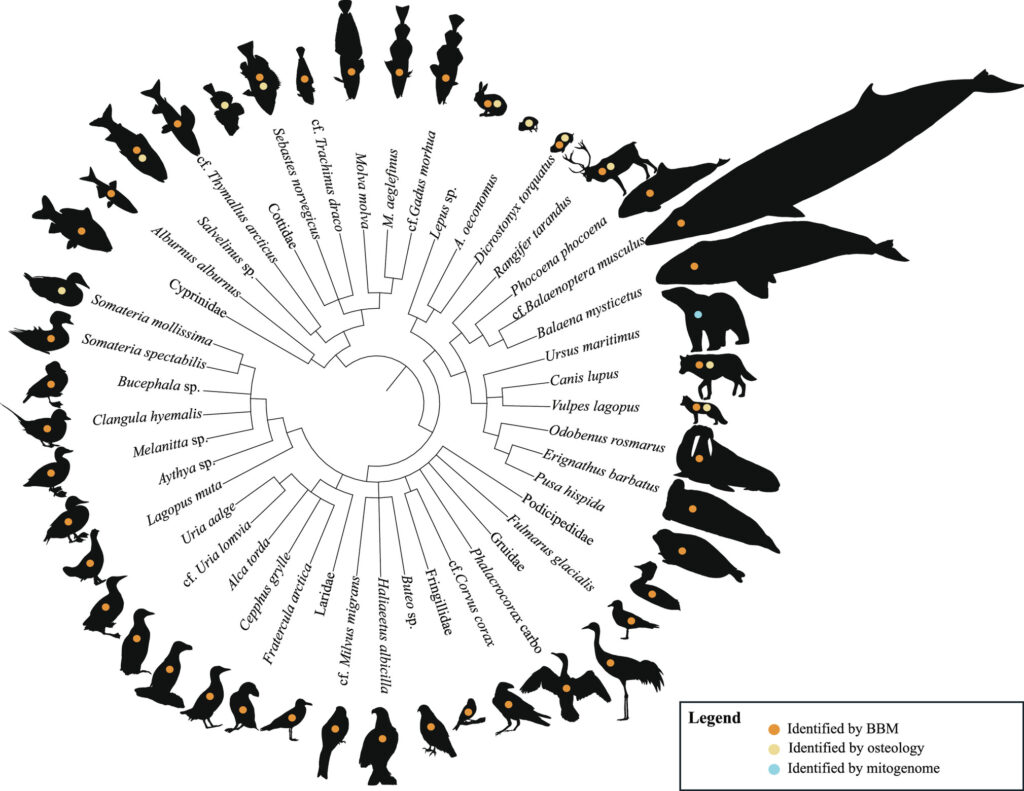 Diagram showing the variety of animal species identified from bones found in the Arne Qvam Cave, Northern Norway. The chart illustrates relationships among mammals, birds, and fish discovered in the 75,000-year-old deposits. Species were identified using bone analysis and ancient DNA techniques. Credit: Walker et al. (2025), PNAS