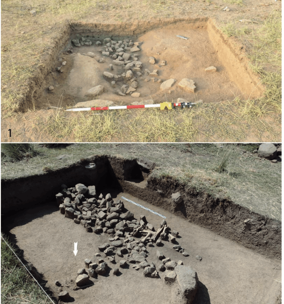 Excavation area at the Koken settlement showing two refuse pits (middens) from the ethnographic period. The Neolithic human burial was discovered directly beneath midden no. 1. Photographs by Paula Doumani Dupuy (1) and Zhuldyz Tashmanbetova (2).