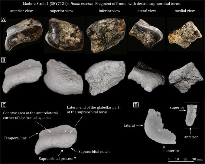 Madura Strait 1 (MS1): Frontal bone fragment of Homo erectus, showing the right (dextral) supraorbital torus. A. Photographs of the specimen. B. CT-based 3D surface renderings. The exact anatomical orientation of the fragment remains uncertain; a slightly diagonal orientation is assumed for the anterior view. C. CT-based 3D surface rendering of MS1 in a more horizontal orientation, with key anatomical features indicated. D. CT slice image showing internal bone structure.