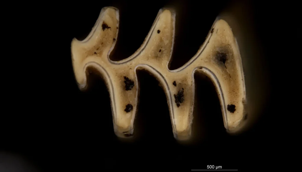 Tooth of a collared lemming. Credit: Sam Walker