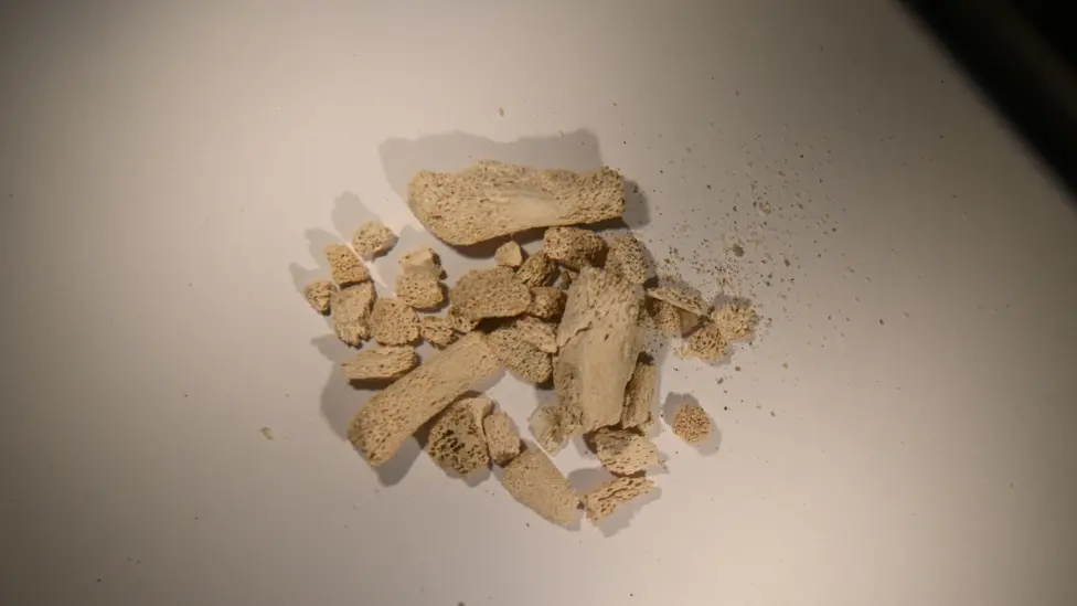There aren't many preserved bones that are older than 10,000 years old which is why this find is so rare. Credit: Sam Walker/Bournemouth University/PA Wire