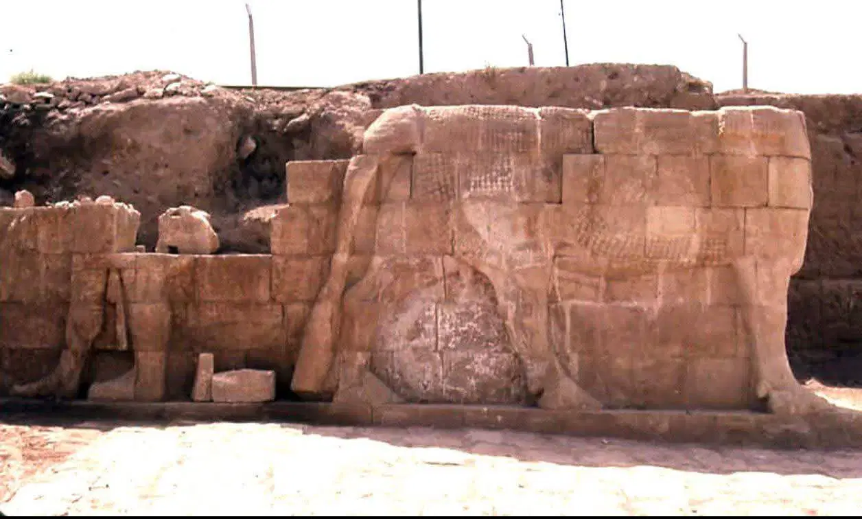 Recently unearthed remains of lamassu guardians from the Assyrian palace at Tell Nabi Yunus, Nineveh, Iraq. Credit: Ministry of Culture, Tourism and Archaeology of Iraq.