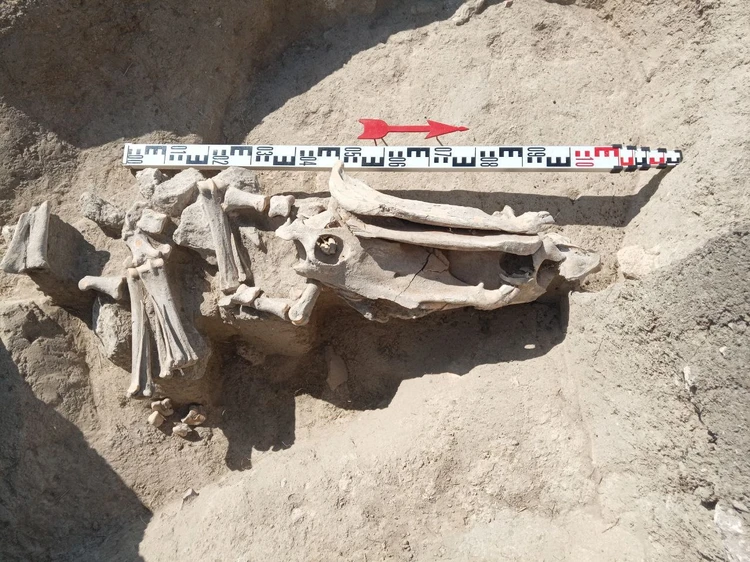 The severed skull and leg bones were arranged in a specific sequence. Credit: Artezian Archaeological Expedition.
