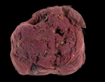 Credit: Clara Amit and Yuvaly Schwartz, courtesy of the Israel Antiquities Authority; Shahar Cohen, courtesy of Prof. Zohar Amar, Bar-Ilan University.