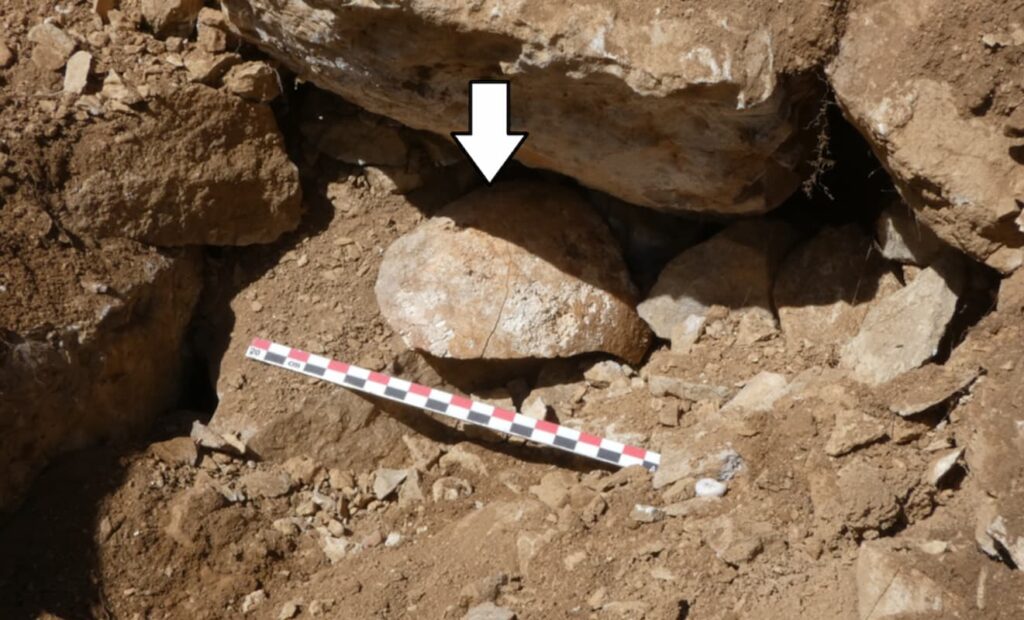 The skull at the location where it was uncovered during excavation. Credit: Santiago David Domínguez-Solera.