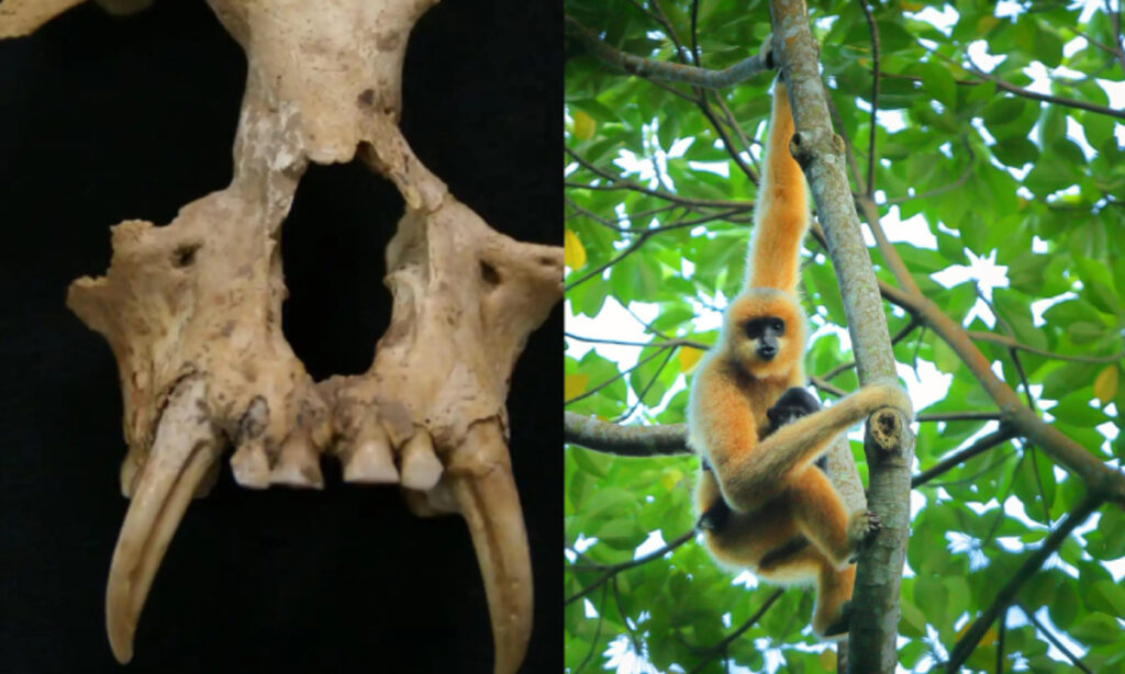 The skull of Junzi imperialis (left) and a Hainan gibbon. Credit: Xinhua News Agency