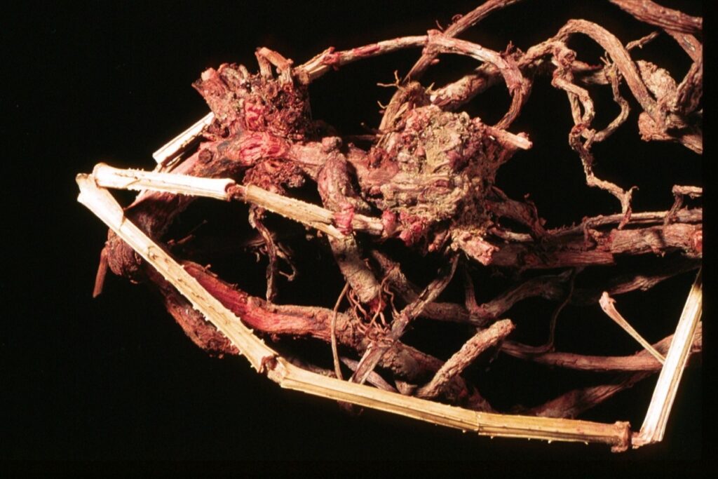 Close-up view of the 2,000-year-old textile fibers showing the red–blue plant-based dye residues used to imitate expensive murex purple in the Roman period. Credit: Clara Amit and Yuvaly Schwartz, courtesy of the Israel Antiquities Authority; Shahar Cohen, courtesy of Prof. Zohar Amar, Bar-Ilan University.
