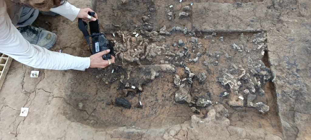 Recording and dismantling of the bone cluster and associated grave goods. Credit: Frédéric Prodeo, Inrap