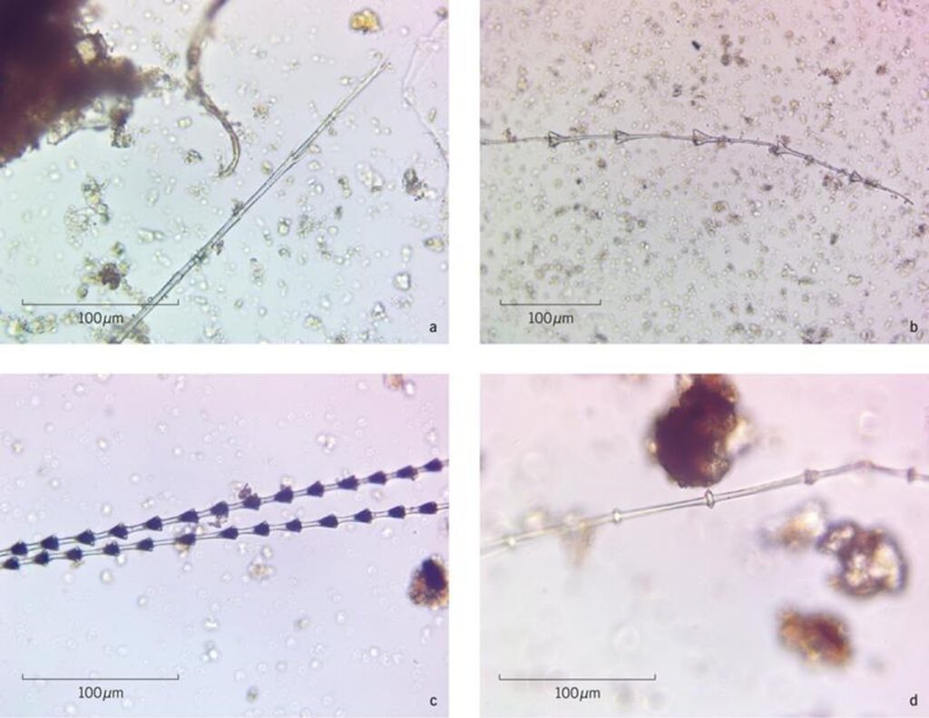 Feather micro-fragments from Bad Dürrenberg: A) Unidentified barbule; B) Barbule from a waterfowl feather, likely goose; C) Barbules from passerine birds; D) Barbule from a galliform bird. Credit: Tuija Kirkinen