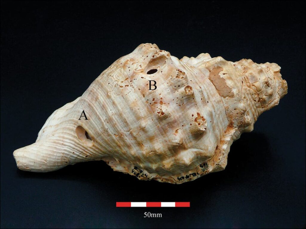Shell trumpet 408-24, from Can Tintorer, with the location of the holes A and B. Credit: M. López-García, M. Díaz-Andreu, 2025
