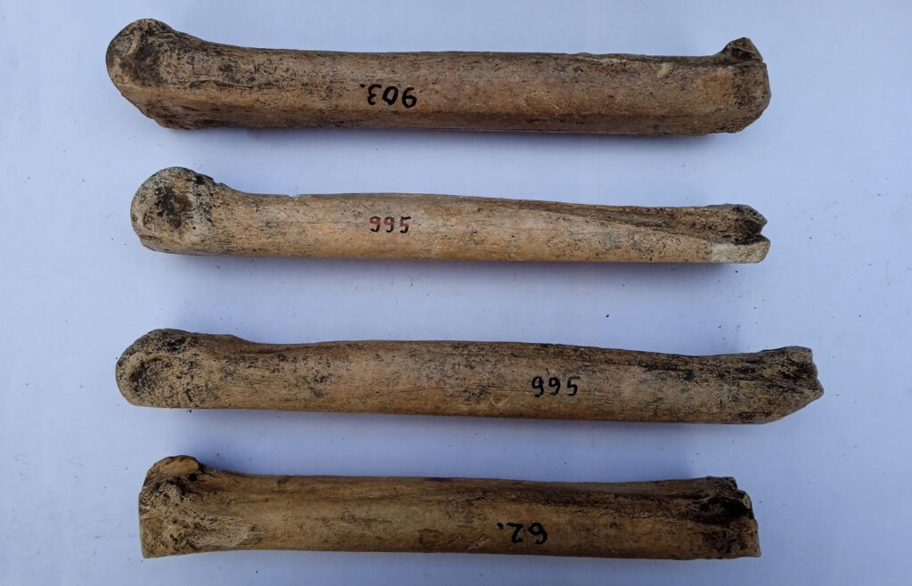 
Fragments of horse metapodial bones used to make the runners for ice skates. Credit: Alexey Kasparov / Press Service of the Institute for the History of Material Culture, RAS.